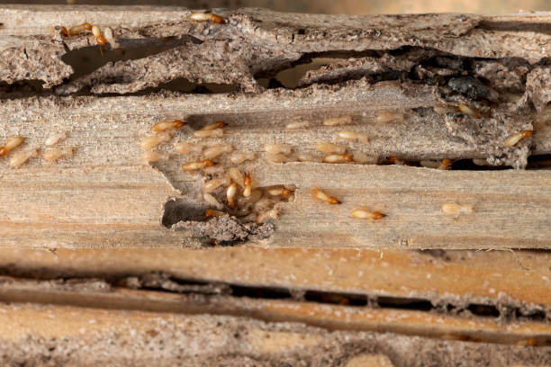 Best Affordable Pest Control Services  in North Valley, NM